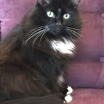 Alannah Hall - @maximus_purrus - Instagram