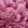 alannah_logan - @alannah_logan - TikTok