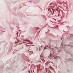 Ann Long - @alannah.long.988 - Instagram