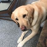 Alannah F Mitchell - @afmlovedogs - Instagram