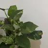 alannah - @alannah.rowe - TikTok