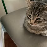 Alannah Silva - @alannahlovescats0424 - Instagram