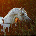 @alanoud_alsaud7 - Instagram