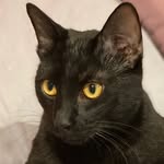 Klaus & Alaric The Black Cats - @klaus_oficial_24 - Instagram