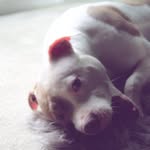 Alayah lucille Jackson - @alayahlucille_loverspitt - Instagram