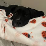 Alba Bencomo - @albagirl_pawventures - Instagram