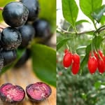Ferma Goji Berry - @gojiberry_albania - Instagram