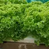 Albayano Farmer - @albayanofarmer - TikTok