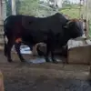 Alba Fermandez - @albafermandez41gmail.com - TikTok