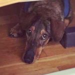 Albert On The Road - @albert_almost_dingo - Instagram