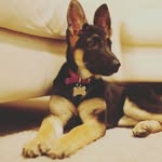 Albert Alsina - @albertveterinari90 - Instagram