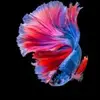 Albert Alston - @albertalston2 - TikTok