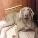 Albert Amat Ferrer - Facebook