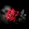 Alberta Zamolo - @albertazamolo - TikTok