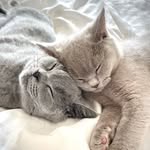Albert & Victoria - @albert.and.victoria - Instagram