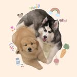 Albert and Alex 🦮💕 - @albertandalex - Instagram