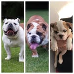 Albert and Ellie 🐶🐶🐶🇬🇧 - @albert_and_ellie_bulldogs - Instagram