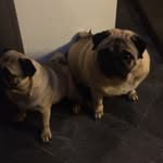 Albert And Elsey - @albertandelsey - Instagram