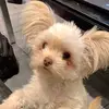 🐶🦴The_dog_Albert💚 - @albert_andersen - TikTok