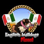 Albert Angulo - @english_bulldogs_finest_ - Instagram