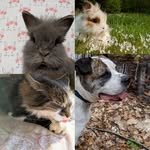 albert animals - @albert_animals4 - Instagram