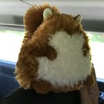 Albert the Squirrel - @albertargosquirrel - Instagram