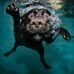 Albert Blackmon - Facebook