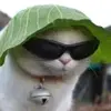 Albert_Blaiss - @albert_blaiss - TikTok