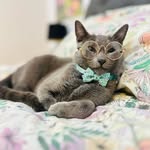 Albert - @albert__the_russian_blue_cat - Instagram