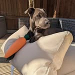 Albert - @albert_the_blue_staffy - Instagram