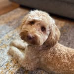 Albert - @albertbluethecockapoo - Instagram