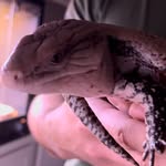 ALBERT BLUE - @albertwiththebluetongue - Instagram