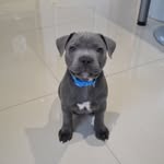 AlbertBear - @albert.blue - Instagram