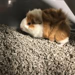Albert Bohn - @albert_guinea_ - Instagram