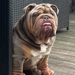 Albert Burr - @albert_thebulldog1 - Instagram