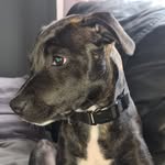 Jordan Albert Burrows - @jordan.and.nala.the.staffy - Instagram