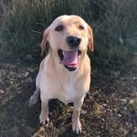 Albert Burt - @alabradornamedalbert - Instagram