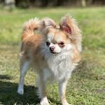 Albert Burton chihuahua - @albertburton_chihuahua - Instagram