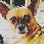 Albert Cabral - @bubydoggydog - Instagram