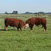 alberto2012 - @alberto.el.camper - TikTok