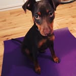 Albert L. Le chien - @albert.l.le.chien - Instagram