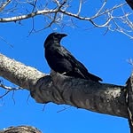 Albert The North End Crow and (Occasionally) His Lady of Snacks. - @north.end.crow - Instagram