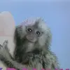 albertdemonaco sabetaystefanin - @albertdemonaco.sa - TikTok