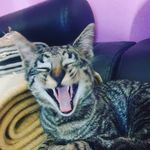 calimero - @albert_de_monaco_ - Instagram