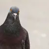 alberchino - @alberchino - TikTok