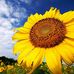 Albert Deutsch - Facebook