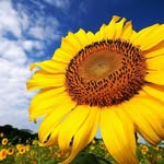 Albert Deutsch - @deutschalbert - Instagram
