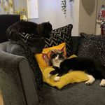albert & dexter 🐈💞 - @rubyscatsaresilly - Instagram