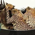 Dexter Albert - @dexter.albert.142 - Instagram