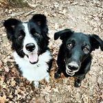Dexter and Albert - @dexterandalbert - Instagram